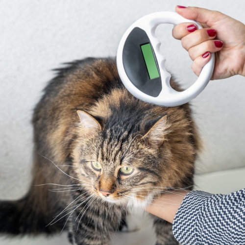 pet microchipping service image