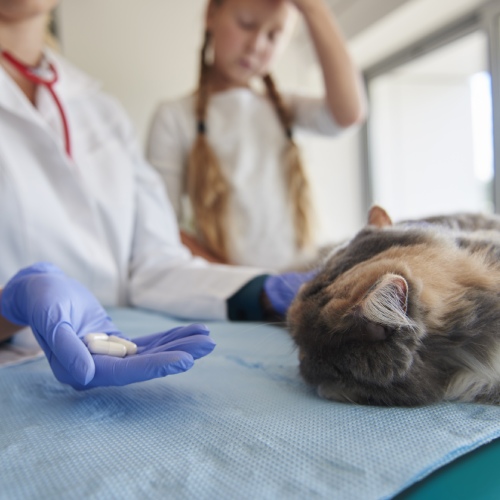 pet preventive care service image