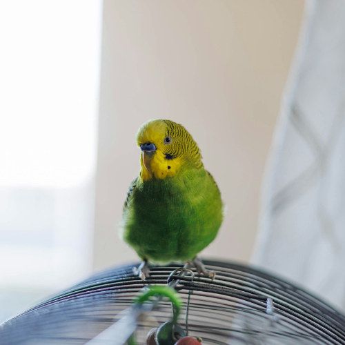 Pet Wellness Care service image