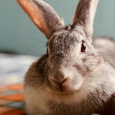 Rabbit pet dental care service image