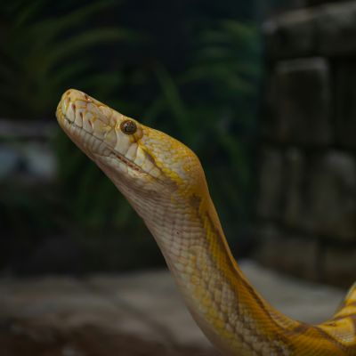 Snake pet dental care service image