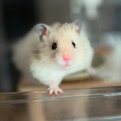 small mammals pet dental care service image